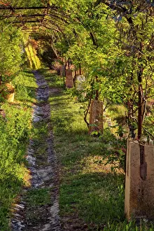 Walkway: Walkway through vineyard at sunrise, Gordes
