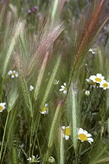Ears: Wall barley