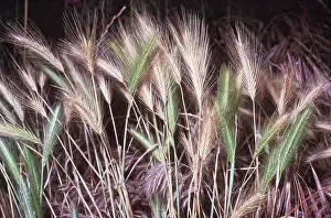 Cereals: Wall Barley