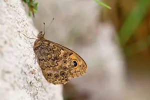 Lasiommata: Wall Brown Butterfly