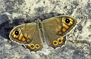Megera: Wall Brown Butterfly