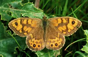 Browns: Wall Brown BUTTERFLY
