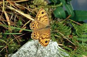 Pararge: WALL BROWN BUTTERFLY - ON STONE