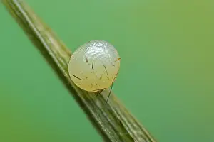 Thomas Marent: Wall Brown (Lasiommata megera) egg of butterfly