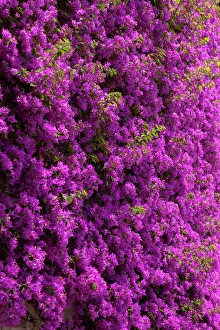 Cheerful: Wall of colorful purple flowers in Positano
