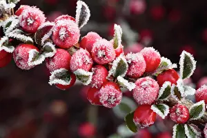 Cotoneaster: Wall Cotoneaster (Cotoneaster horizontalis), frost
