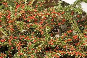Cotoneaster: Wall cotoneaster in fruit