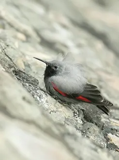 Dyke: Wall creeper (Tichodroma muraria) male in winter