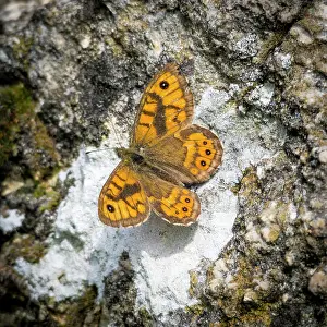 Antenna: Wall fox butterfly on a wall of a boulder