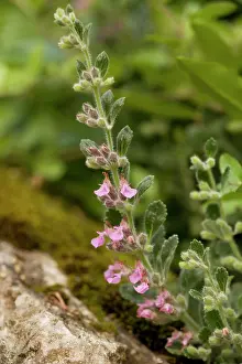 Europena: Wall germander