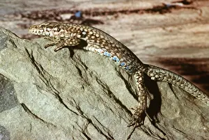 Hans D Dossenbach: WALL LIZARD