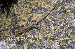 Ian Beames: WALL LIZARD