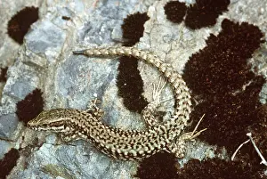 Lizards: WALL LIZARD