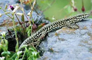Podarcis: Wall lizard - France