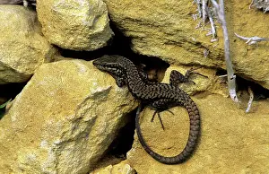 Podarcis: WALL LIZARD - FRANCE
