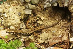 Cautiously: Wall Lizard - north italian form, emerging cautiously