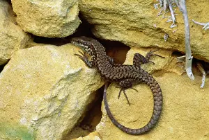 Podarcis: WALL LIZARD - by rock