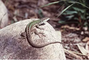 Lizards: WALL LIZARD - on rock