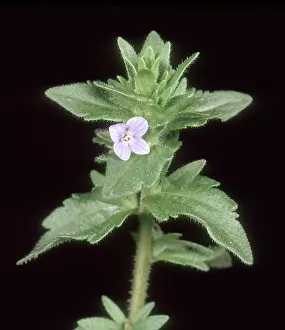 Speedwell: Wall speedwell