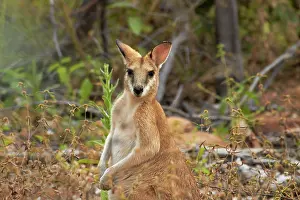 Macropus: Wallaby, Katherine Gorge, Nitmiluk National
