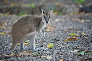 Preparing: Wallaby preparing to eat tasty piece of