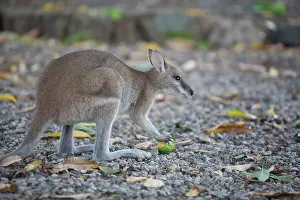 Preparing: Wallaby preparing to eat tasty piece of