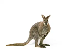 Wallabies: WALLABY - studio shot