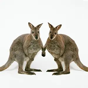 Wallabies: Wallaby - x2 holding hands