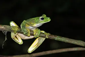 Nigropalmatus: Wallace's Flying Frog