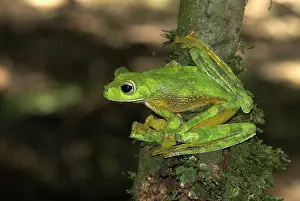 Rhacophorus: Wallace's Flying Frog