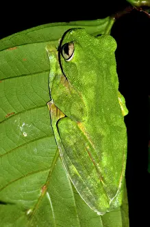 Hides: A Wallace's Flying Frog hides in a leaf in undergrowth