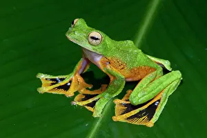 Polypedates: Wallace's flying tree frog (Rhacophorus nigropalmatus)