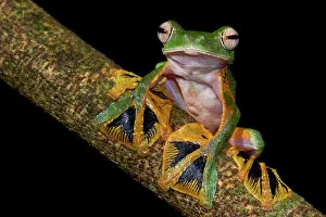 Polypedates: Wallace's flying tree frog (Rhacophorus nigropalmatus)