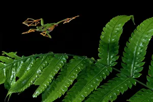 Leafing: Wallace's flying tree frog (Rhacophorus nigropalmatus)