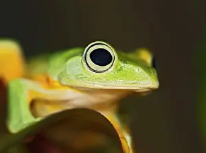 Rhacophorus: Wallaces Tree Frog / Flying Frog - close up
