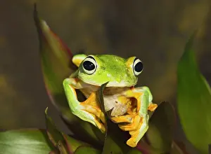 Rhacophorus: Wallaces Tree Frog / Flying Frog - close up showing