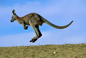 Wallaroo: Wallaroo / Euro - Bounding
