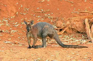 Wallaroo: Wallaroo or Euro - mature male