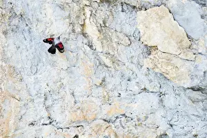Tichodroma: Wallcreeper