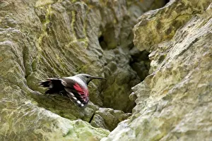 Bulgaria: Wallcreeper