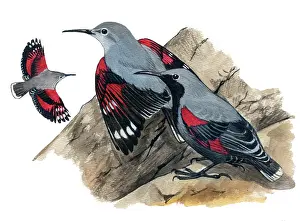 Tichodroma: Wallcreeper