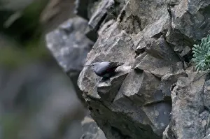 Wallcreepers: Wallcreeper - female