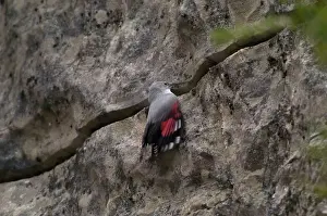 Wallcreepers: Wallcreeper - female