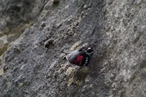 Wallcreepers: Wallcreeper - female