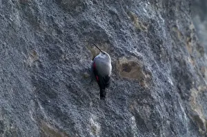 Wallcreepers: Wallcreeper - female