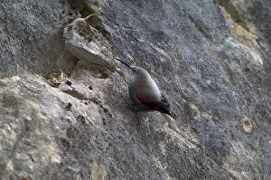 Wallcreepers: Wallcreeper - female