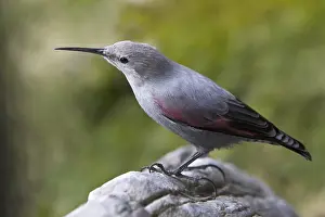 Austrias: Wallcreeper (Tichodroma muraria), Alps, Austria