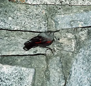 Wallcreepers: Wallcreeper - on wall