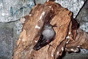 Wallcreepers: WALLCREEPER - on wood