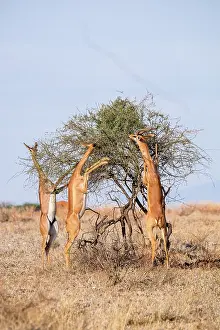 Litocranius: Waller's Gazelle (Litocranius walleri), rear-legged